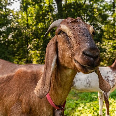 Orzechowa Ostoja Noclegi Energylandia Bachowice Exteriör bild