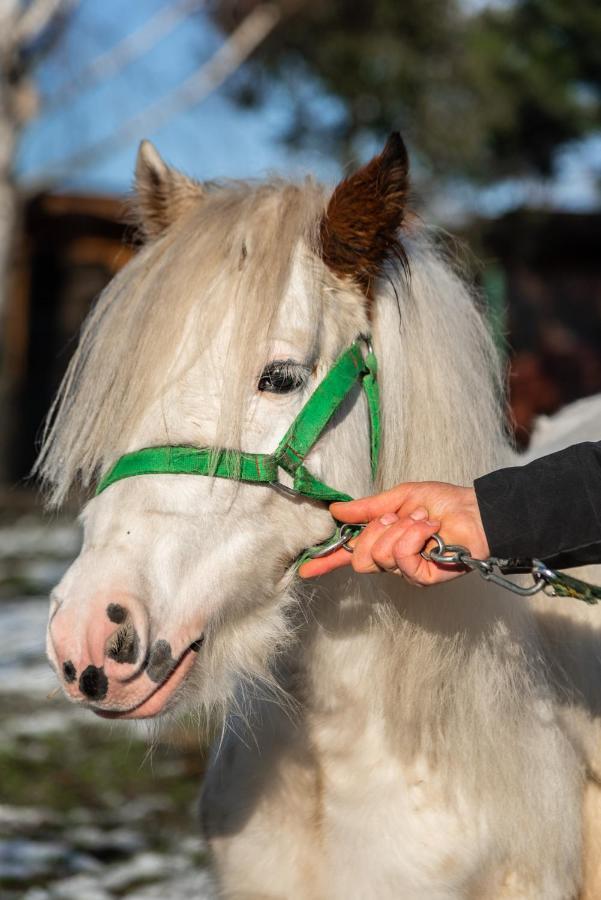Orzechowa Ostoja Noclegi Energylandia Bachowice Exteriör bild