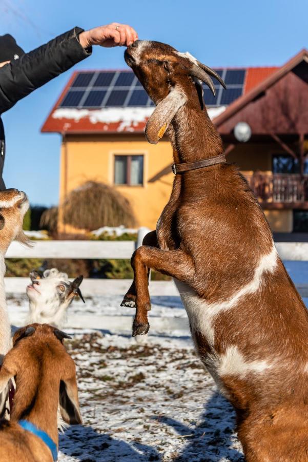 Orzechowa Ostoja Noclegi Energylandia Bachowice Exteriör bild