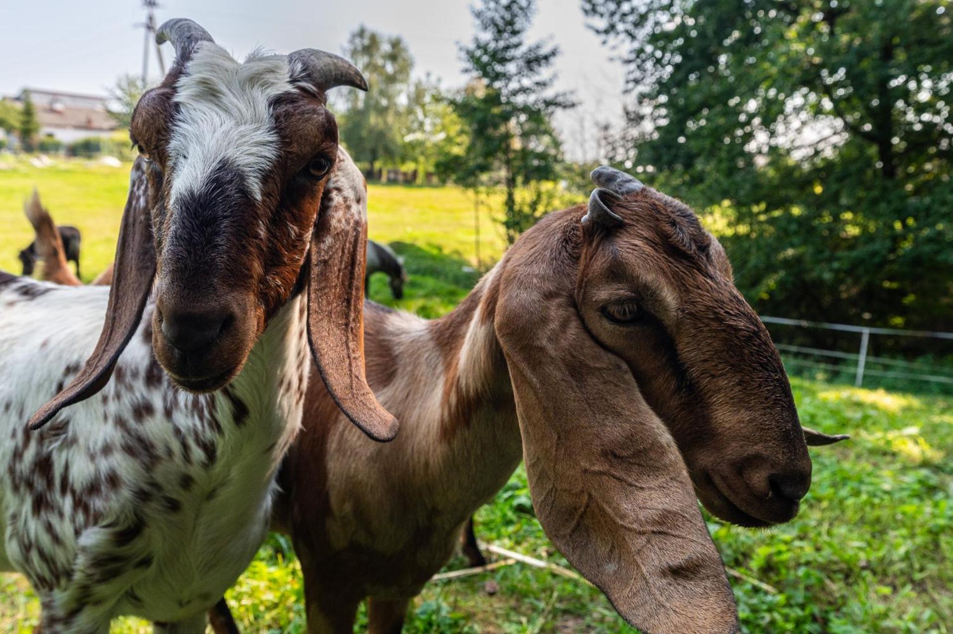 Orzechowa Ostoja Noclegi Energylandia Bachowice Exteriör bild