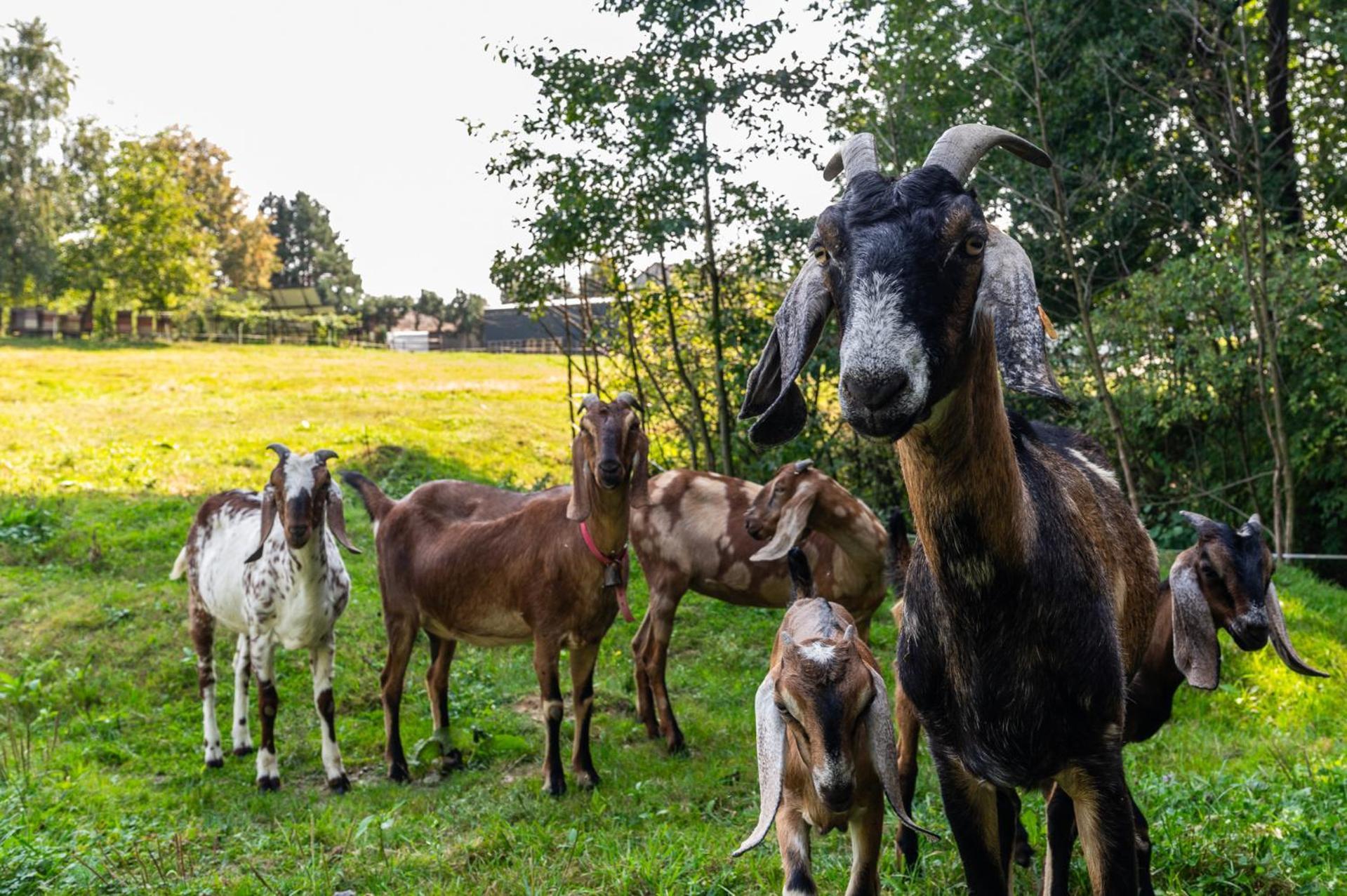 Orzechowa Ostoja Noclegi Energylandia Bachowice Exteriör bild