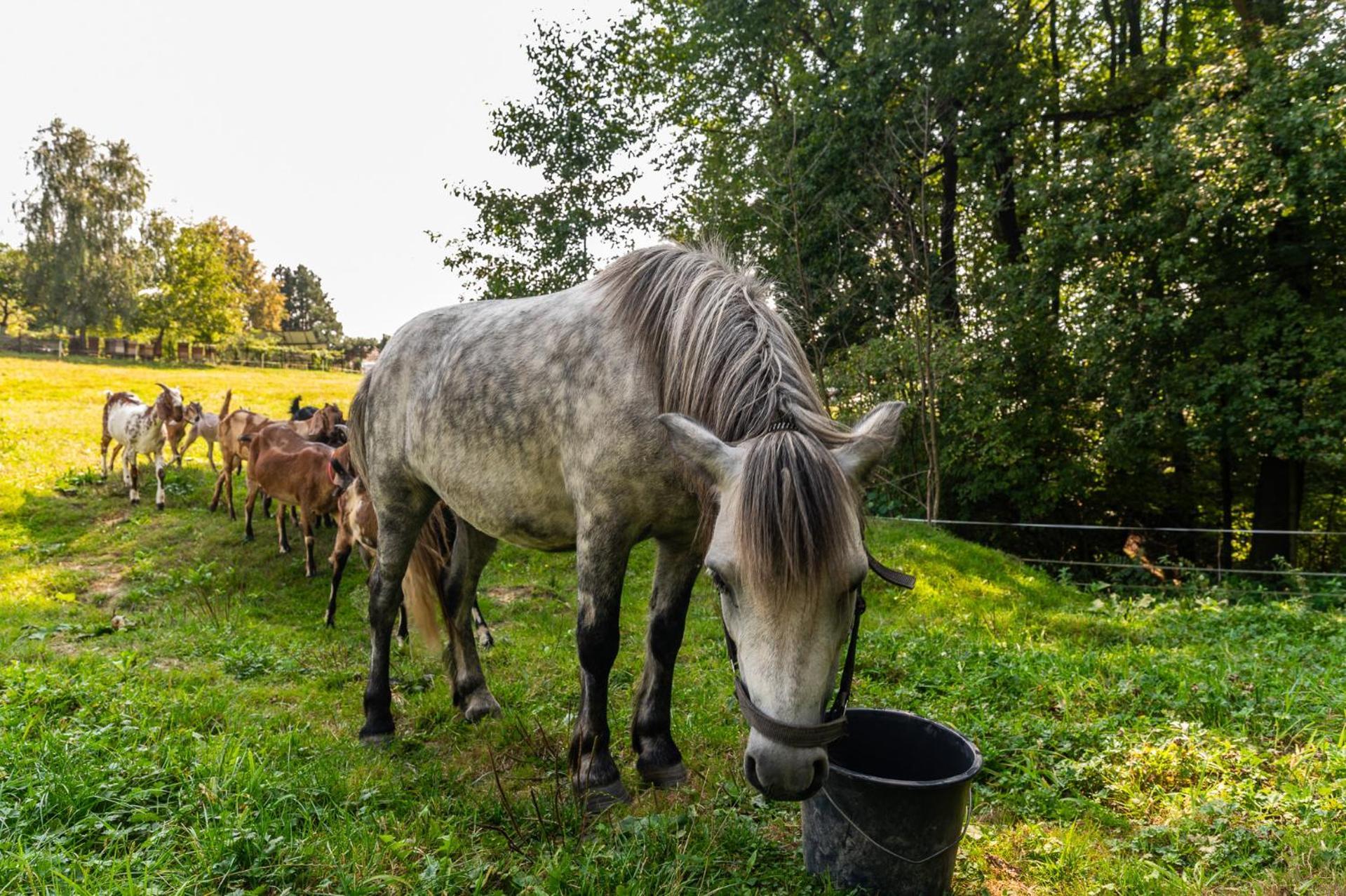 Orzechowa Ostoja Noclegi Energylandia Bachowice Exteriör bild
